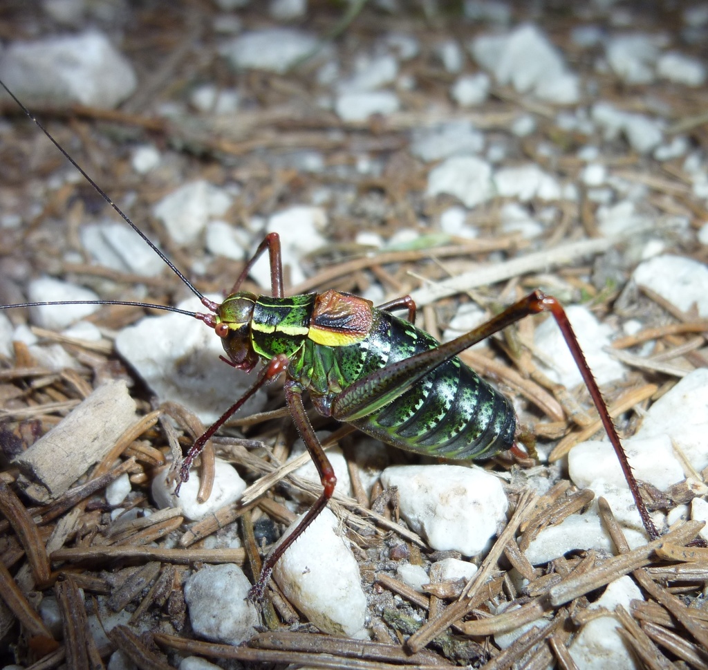 Eastern Saw-tailed Bush-cricket (Heuschrecken (Orthoptera: Saltatoria ...