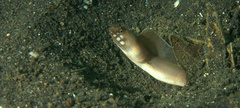 Gymnothorax davidsmithi