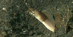 Gymnothorax davidsmithi