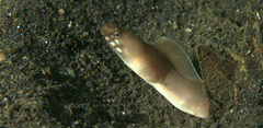 Gymnothorax davidsmithi