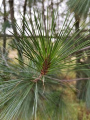 Pinus ayacahuite
