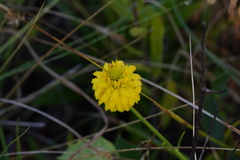 Polygala rugelii