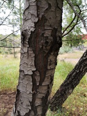 Pinus ayacahuite