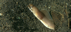Gymnothorax davidsmithi