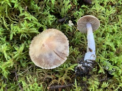 Cortinarius malachius