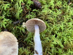 Cortinarius malachius