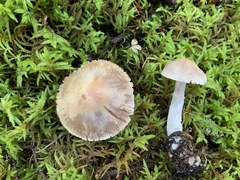 Cortinarius malachius