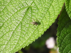 Muscoidea