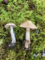 Cortinarius malachius