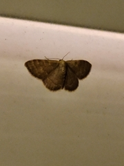 Leptostales pannaria