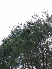 Pinus ayacahuite