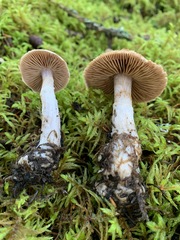 Cortinarius malachius