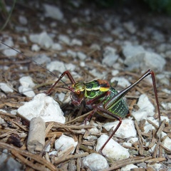 Barbitistes constrictus