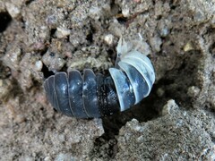Porcellio laevis