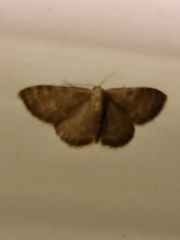 Leptostales pannaria