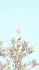 Eudynamys orientalis