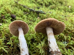 Cortinarius malachius
