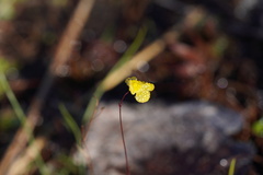 Utricularia subulata