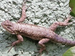 Sceloporus grammicus
