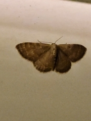 Leptostales pannaria