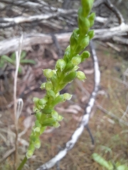 Microtis arenaria