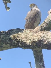 Micrastur ruficollis