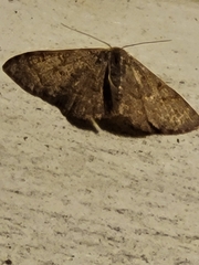 Leptostales pannaria