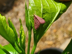 Pyrausta inornatalis