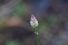 Polygala setacea