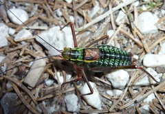 Barbitistes constrictus