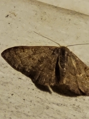 Leptostales pannaria