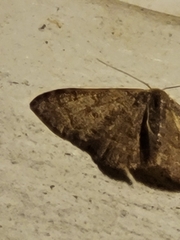 Leptostales pannaria