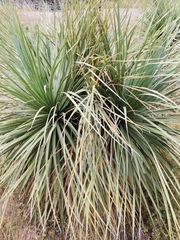 Nolineae