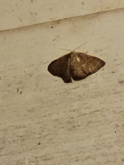 Leptostales pannaria