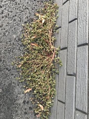 Portulaca oleracea