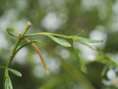 Boronia denticulata