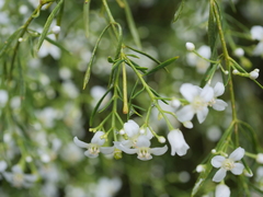 Boronia denticulata