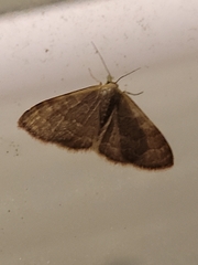 Leptostales pannaria