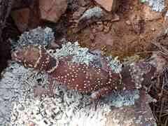 Underwoodisaurus milii
