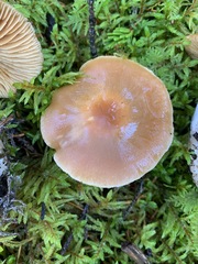 Cortinarius armeniacus