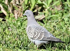 Patagioenas maculosa