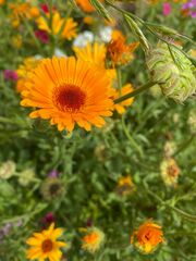 Calendula