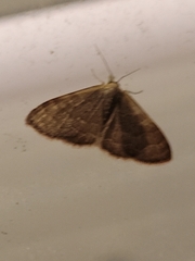 Leptostales pannaria