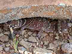 Underwoodisaurus milii