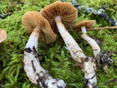Cortinarius armeniacus