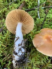 Cortinarius armeniacus