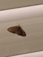 Leptostales pannaria