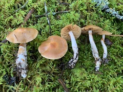 Cortinarius armeniacus