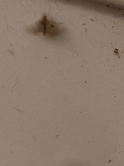 Leptostales pannaria