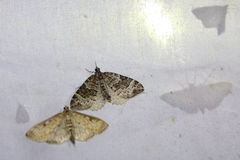 Eulithis explanata
